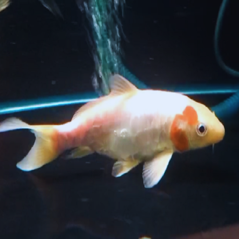 Japanese Red & White Koi Carp 7