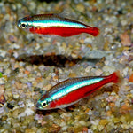 Cardinal Tetra 2.2-2.5cm IMP