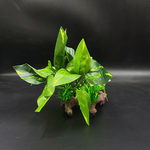 Castle Ruins Aquarium Plant