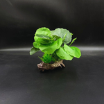 Castle Ruins Aquarium Plant