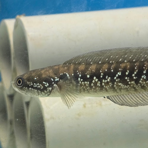 Channa Asiatica White Stripe 4"