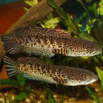 Channa Auranti Golden Cobra Snakehead 3.5-4"