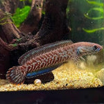 Channa Blue Andrao 2.5-3"