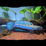 Channa Blue Pulchra 3"