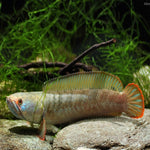 Channa Gachua Bengal Snakehead 3-4"