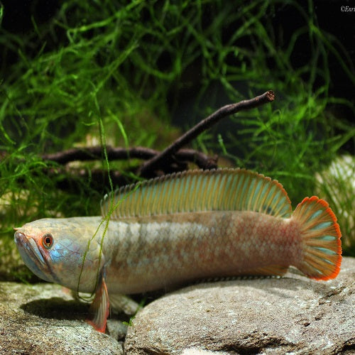Channa Gachua Bengal Snakehead 3-4"