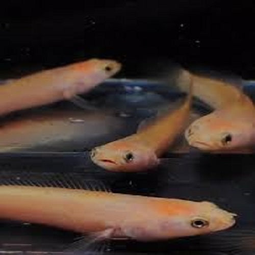 Channa Golden Pulchra 1.5"