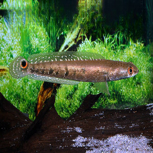 Channa Marulis 7-8"