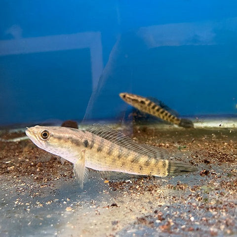 Channa Punctata Snakehead 3.5