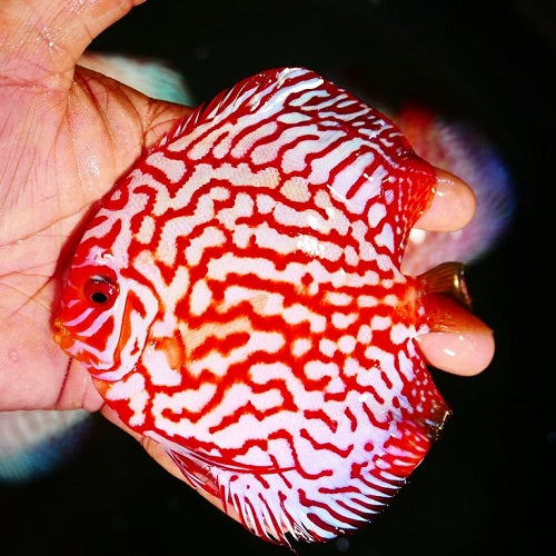 Checkerboard Discus 3-3.5"