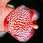 Checkerboard Discus 3-3.5"