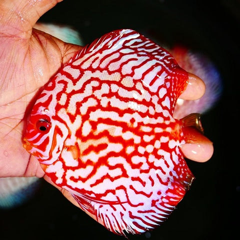Checkerboard Discus 3-3.5