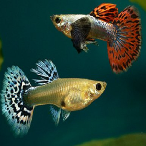 Chilli Mosaic Guppy M/F (Pair)