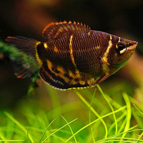 Chocolate Gourami 1.25