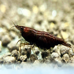 ⁠Chocolate Shrimp