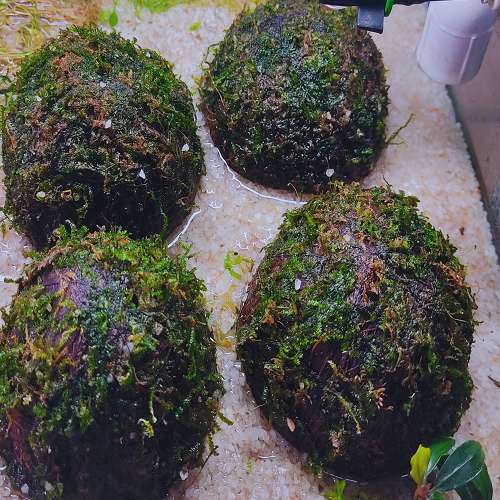 Christmas Moss On Coconut