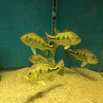 Cichla Kelberi Peacock Bass 4-5cm