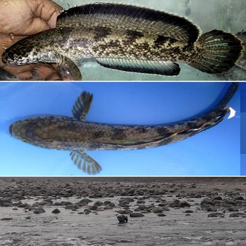 Cobalt Blue Channa 7-8