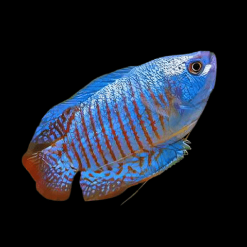 Cobalt Blue Gourami Male 5cm IMP