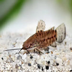 Albino Hoplo Catfish 5cm