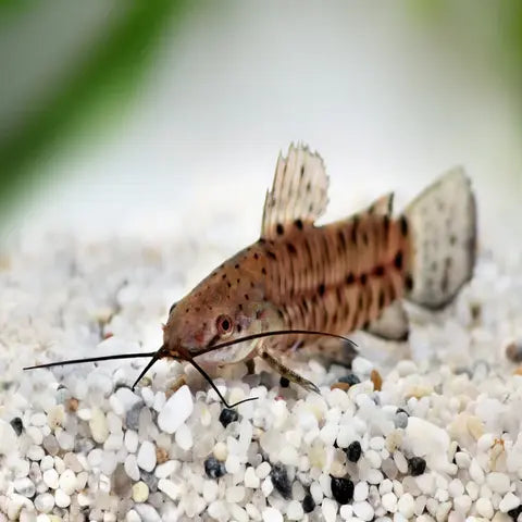 Albino Hoplo Catfish 5cm