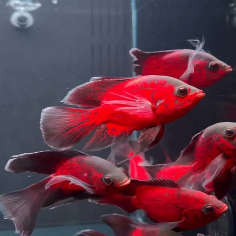 Copper Oscar Veiltail 3.5-4.5