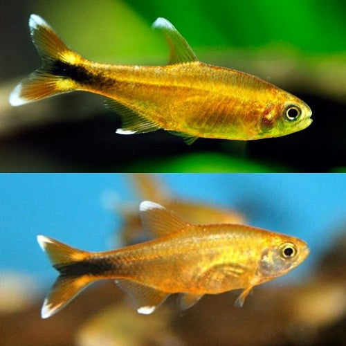 Copper Tetra 2.2cm