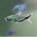 Costa Tetra 2.5cm