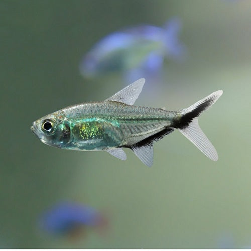 Costa Tetra 2.5cm