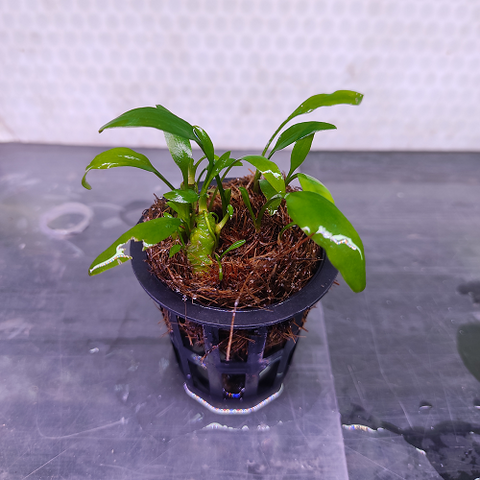 Cryptocoryne Lucens - Pot