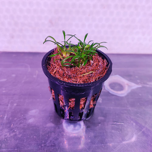 Cryptocoryne Parva-Pot