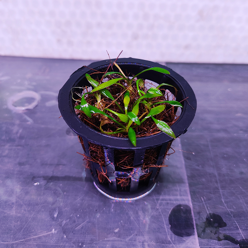 Cryptocoryne Pygmi-Pot