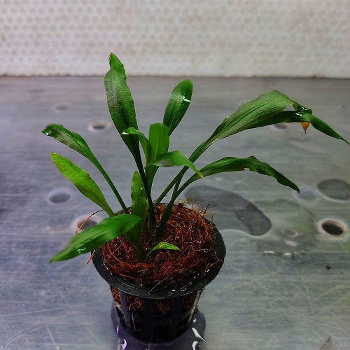 D59P Cryptocoryne Spiralis "Tiger"-Pot