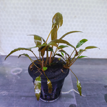 Cryptocoryne Wendtii "Brown" -Pot