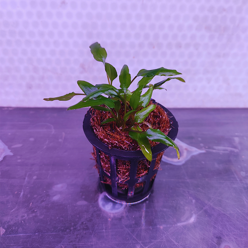 Cryptocoryne Wendtii Gecko-Pot