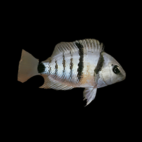 Cutteri Cichlid 3-5cm