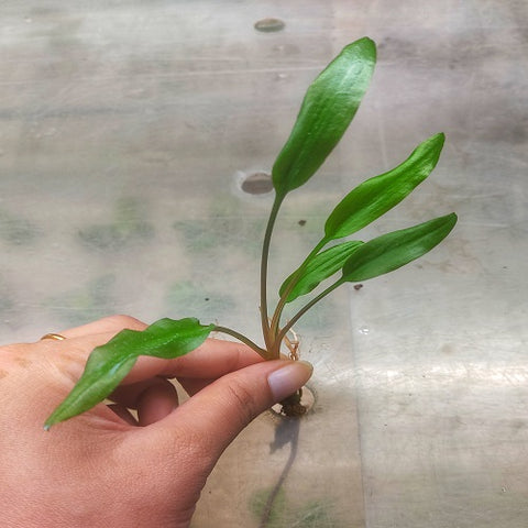 D11 Cryptocoryne Wendtii