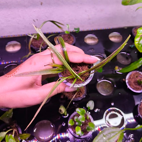 D20 Echinodorus Parviflorus-Pot