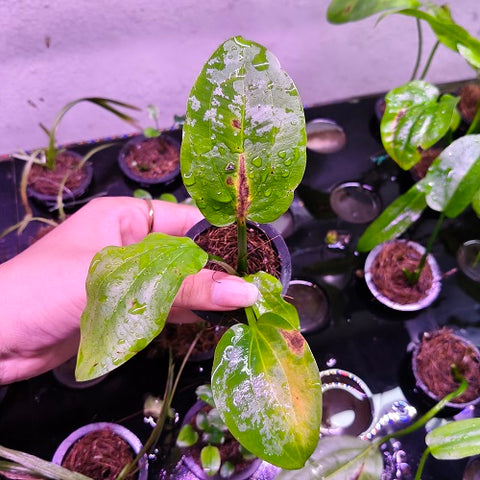 D21 Echinodorus Palaefolius-Pot