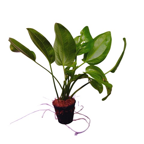 D21 Echinodorus Palifolius Banana Plant-Net Pot