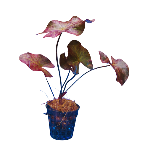 D36 Red Lily (Medium) Wabi-Kusa