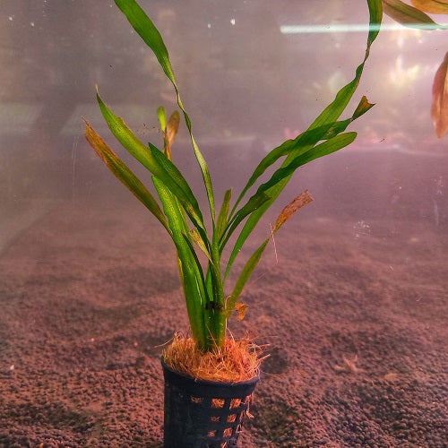 D48 Vallisneria "Mini Twister" - Pot