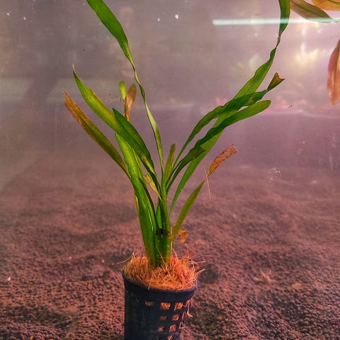 D48 Vallisneria 