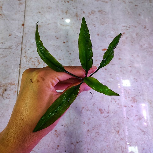 D50 Cryptocoryne Cognatoides