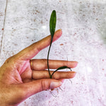 D57 Cryptocoryne Parva