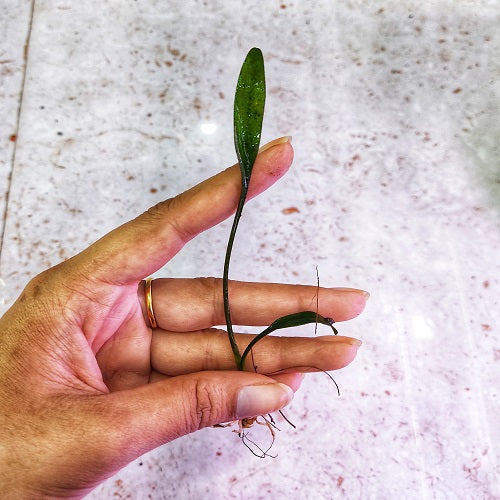 D57 Cryptocoryne Parva