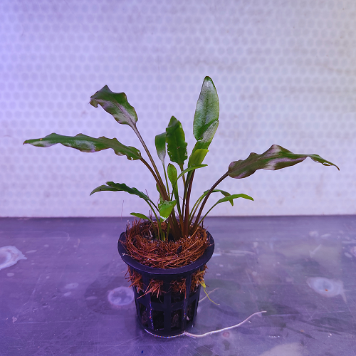 D58P Cryptocoryne Wendtii Tropica -Pot