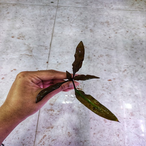 D62 Cryptocoryne Spiralis 