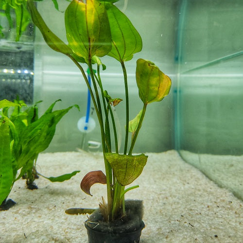 D67P Echinodorus Big Bear -Pot