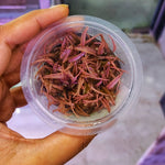D70TC Cryptocoryne Wendtii 'Pink' TC